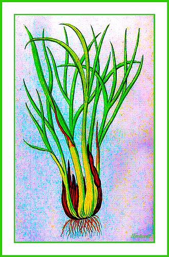 Цибуля-шалот (Allium ascalonicum)