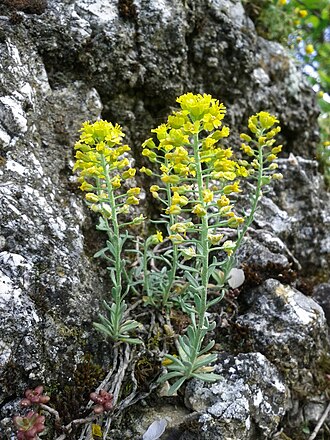 Алісум (Alyssum spp.)