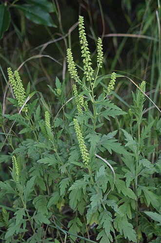 Амброзія (Ambrosia spp.)