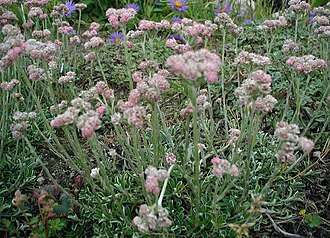 Котяча лапка дводомна (Antennaria dioica)