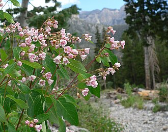 Кендир проломниколистий (Apocynum androsaemifolium)
