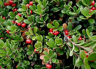 Толокнянка звичайна (Arctostaphylos uva-ursi)
