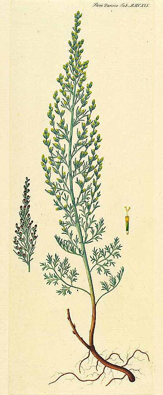 Естрагон (Artemisia dracunculus)