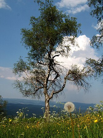 Береза