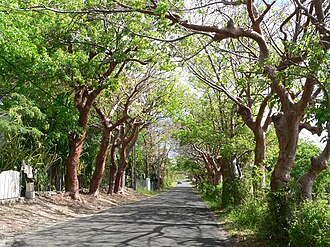 Бурзера