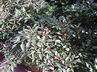Перець червоний (Capsicum spp.)