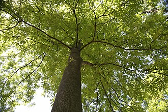 Гікорі (Carya spp.)