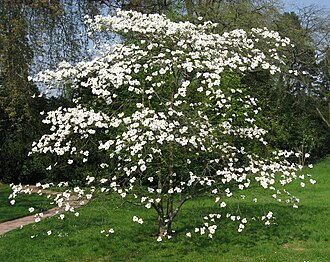 Кизил (Cornus florida)