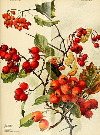Глід