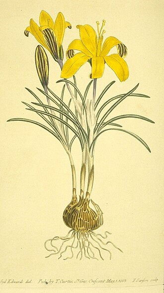 Шафран вузьколистий (Crocus angustifolia)
