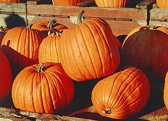 Гарбуз (Cucurbita spp.)