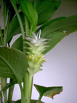 Куркума (Curcuma longa)