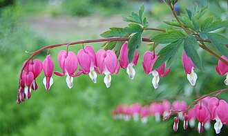 Розбите серце (Dicentra spectabilis)