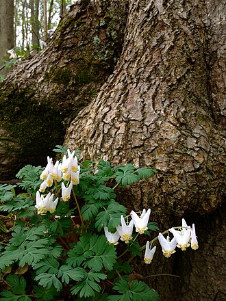 Дицентра клобучкова (Dicentra cucullaria)