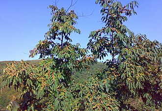 Хурма кавказька (Diospyros lotus)