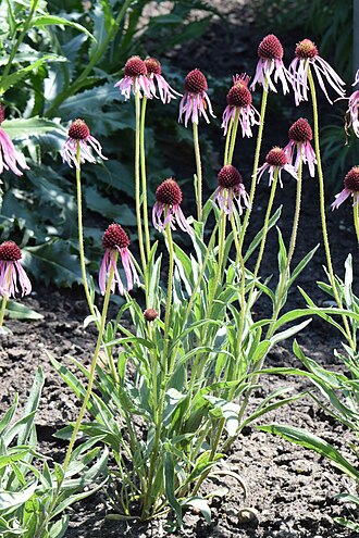 Ехінацея (Echinacea angustifolia)