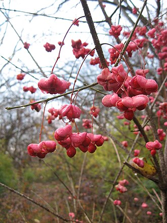 Бересклет темно-багряний (Euonymus atropurpurea)