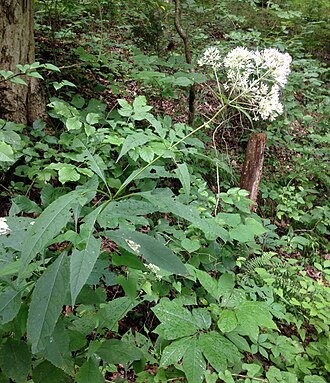 Посконник пурпуровий (Eupatorium purpureum)