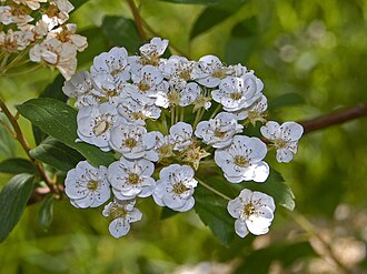 Лабазник звичайний