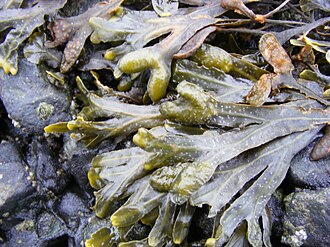 Фукус