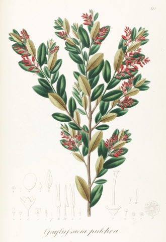 Гейлюссакія (Gaylussacia spp.)