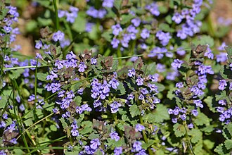 Будра плющоподібна (Nepeta hederacea)