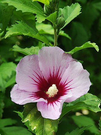 Гібіскус (Hibiscus sabdariffa)
