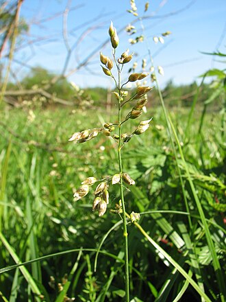 Зубрівка запашна (Hierochloe odorata)