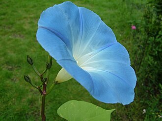 Іпомея (Ipomoea spp.)