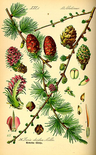 Модрина (Larix europaea)