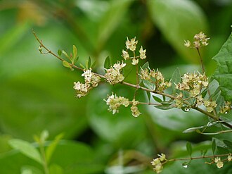 Хна (Lawsonia inermis)