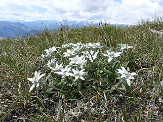Едельвейс (Leontopodium alpinum)
