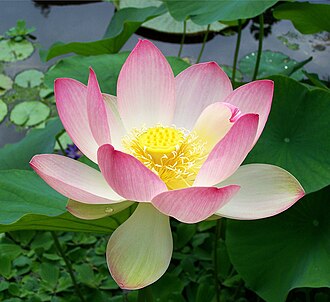 Лотос (Nelumbium nelumbo)