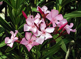Олеандр (Nerium oleander)