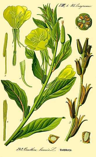 Ослинник дворічний (Oenothera biennis)