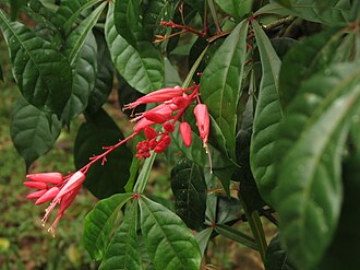 Квасія (Picraena excelsa)