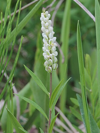 Сенега (Polygala senega)