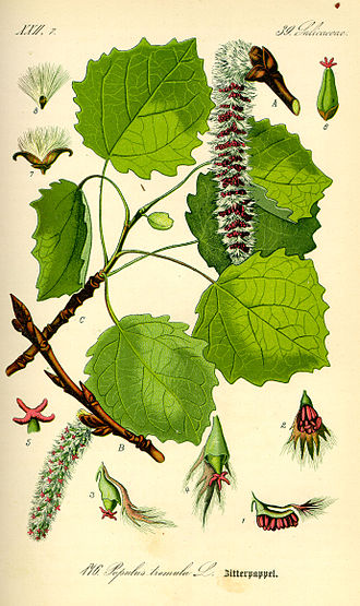 Осика (Populus tremula)