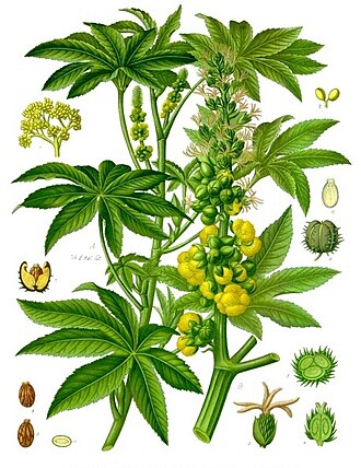 Клещевина (Ricinus communis)
