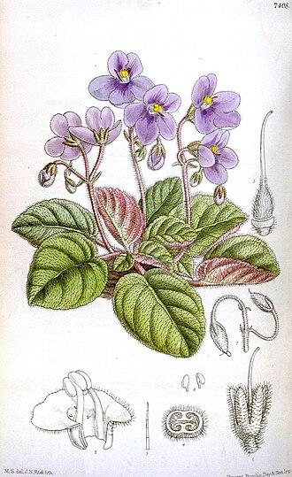 Сенполія