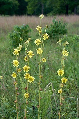 Сильфіум (Silphium laciniatum)