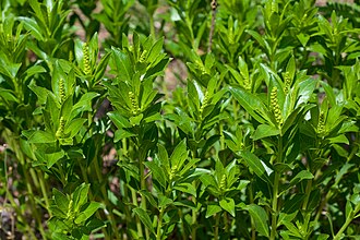 Стиллінгія лісова (Stillingia sylvatica)