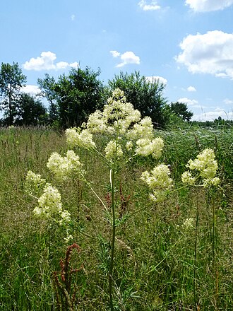 Василисник (Thalictrum spp.)