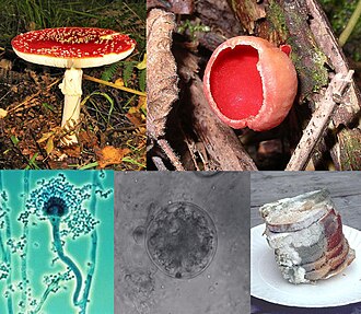 Поганки (Toadstools)