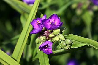 Традесканція віргінська (Tradescantia virginiana)