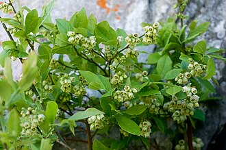 Чорниця бліда (Vaccinium pallidum)