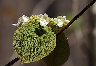 Калина вільхолиста (Viburnum alnifolium)