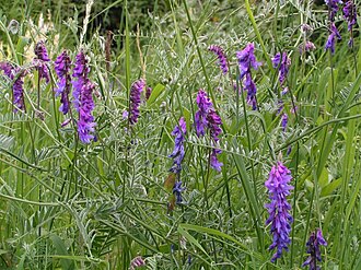 Горошок (Vicia spp.)