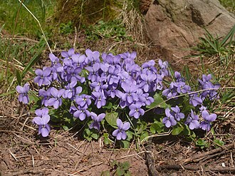Фіалка запашна (Viola odorata)
